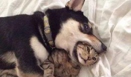 新瓜最新爆料猫小纯,揭秘娱乐圈背后的惊人真相